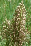 Himantoglossum hircinum